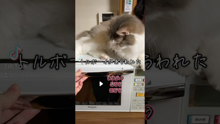 このポケモンが毎回倒せないので、誰か攻略方法を教えてください #猫のいる暮らし #catlover #ねこ #猫好きさんと繋がりたい #ノルウェージャンフォレストキャット #shorts