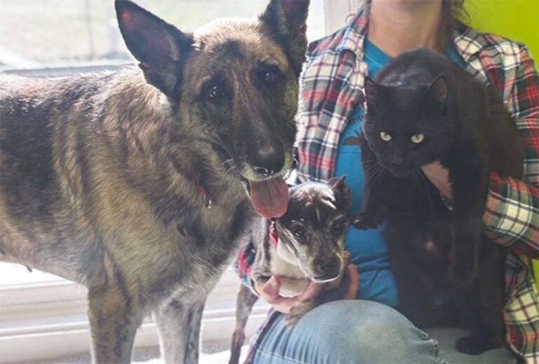 ずっと一緒に行動していた2匹の犬と1匹の猫を保護、離れられない強い絆があった