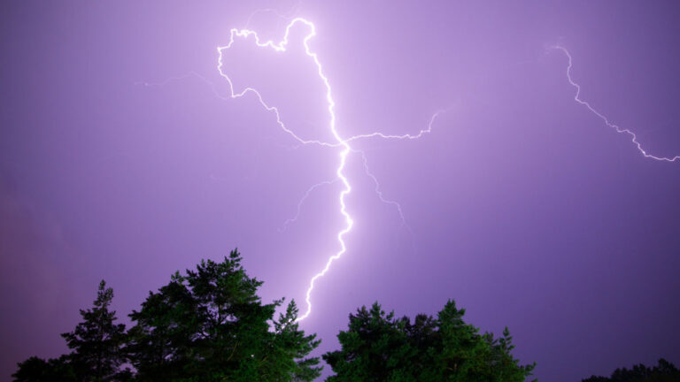 雷で周囲の植物を殺す能力を身につけた樹木が見つかる、雷に打たれることで恩恵を受けることが判明した最初の樹木