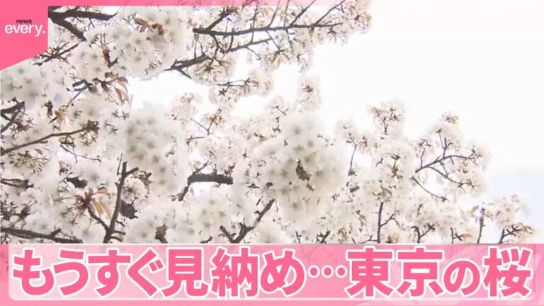 【もうすぐ見納め】東京の桜  花見のラストスパート、バスツアーは期間延長に
