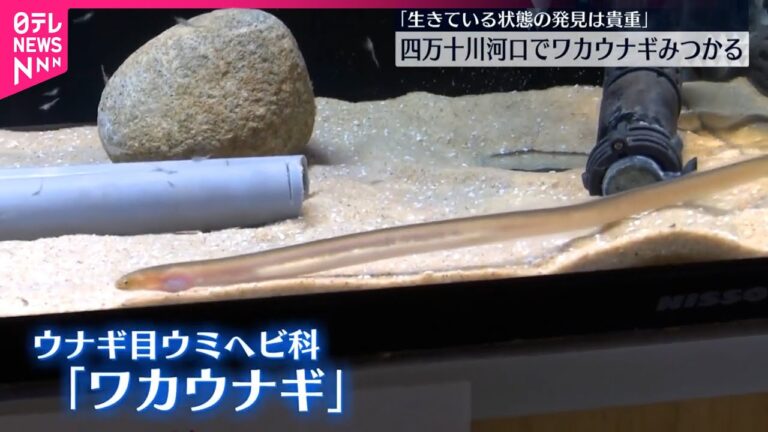 【ワカウナギ】四万十川河口で珍しい魚見つかる  四万十川学遊館で展示