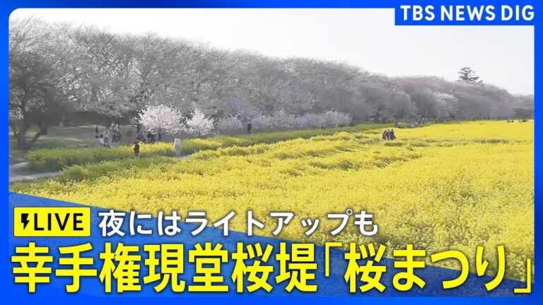 【現在の桜の様子は？】幸手権現堂桜堤「桜まつり」／夜桜ライトアップ【ライブ】｜TBS NEWS DIG
