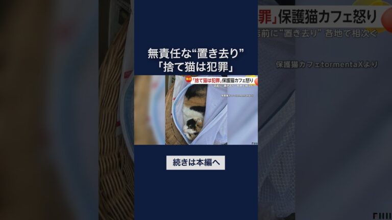 「捨て猫は犯罪」保護猫カフェ怒り…店前に無責任な“置き去り”各地で相次ぐ　店がつぶれる原因にも　#shorts