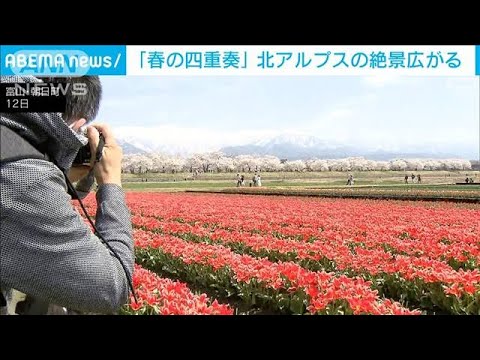 「春の四重奏」チューリップ・桜・菜の花・北アルプスの絶景広がる　富山・朝日町(2025年4月12日)