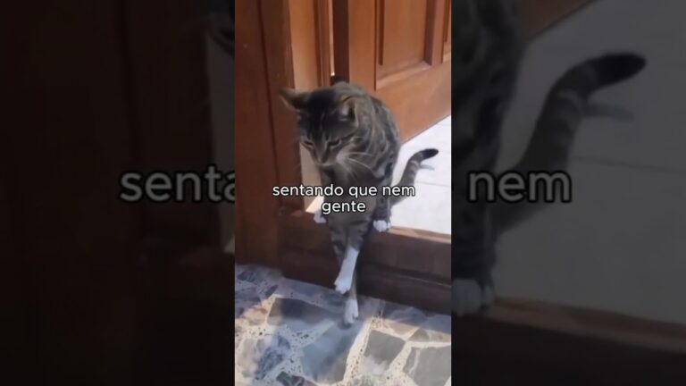 animais fofinhos e engraçados ❤️🩹