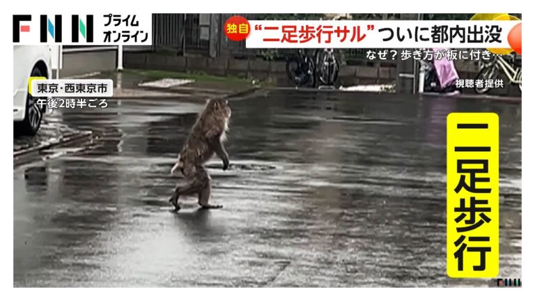 都内に“二足歩行の猿”が出没　畑で作物を“つまみ食い”しながら埼玉・新座市方面へ　専門家「最近二足歩行に変わったとしたら負担大きい」