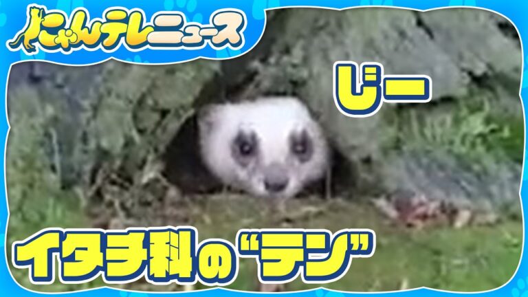 【“冬の顔”のテン】木の根元からひょっこり…