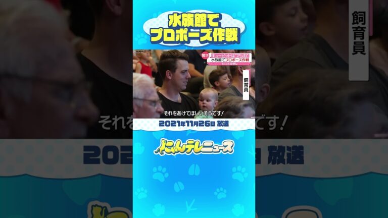 【キューピッドは“アシカ”？ 】水族館でプロポーズ作戦  オーストラリア