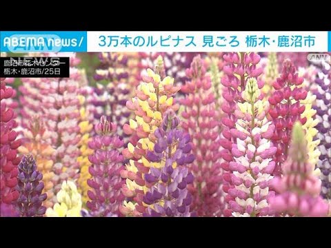 まるでモザイクアート　GW前に栃木・鹿沼市でルピナス3万本が見ごろに(2025年4月26日)