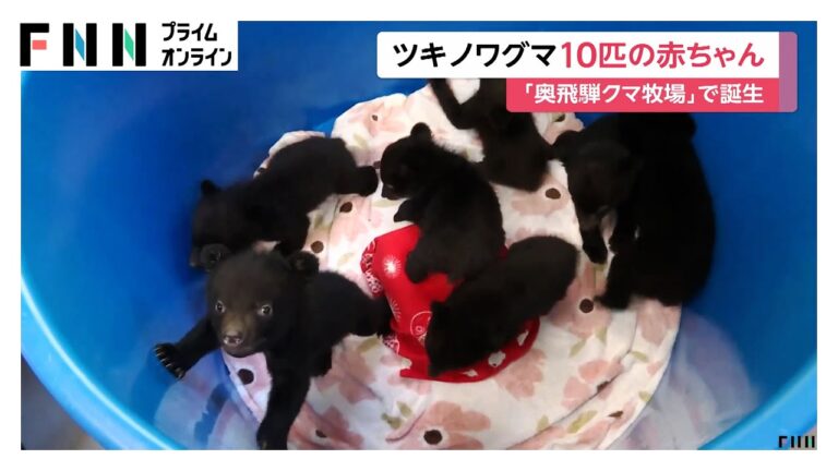 元気いっぱい！ツキノワグマの赤ちゃん10匹誕生　「記念撮影会」10月まで開催　岐阜・高山市「奥飛騨クマ牧場」