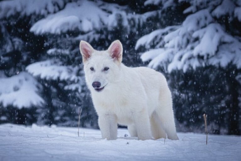 「絶滅したダイアウルフの復活」は事実か!?3匹の遺伝子編集生物が元気に育つ【専門家の意見】