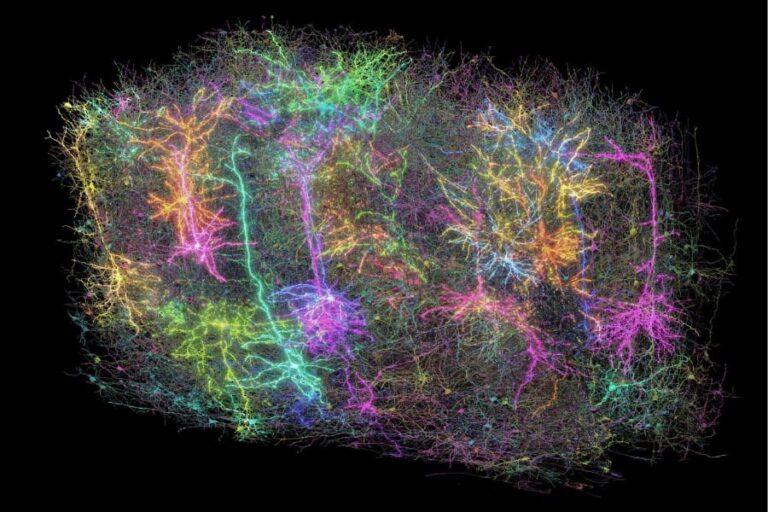 【砂粒サイズに5kmの神経】史上最も詳細な「脳の配線図」の作成に成功！