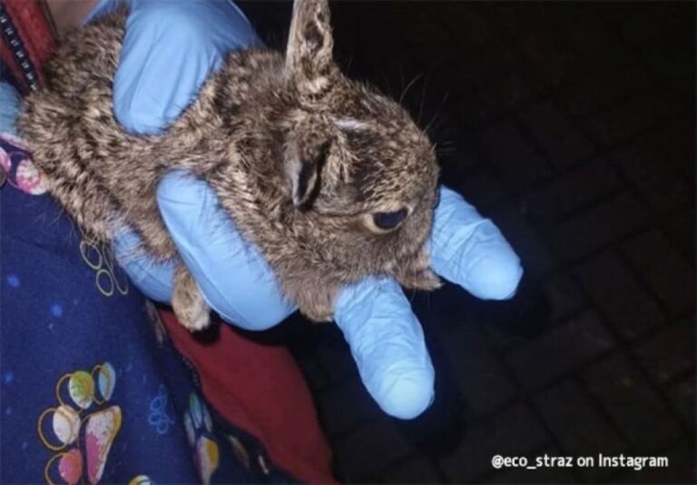「誰か助けてください！」救急外来に飛び込んできた野生のウサギ、連携プレイで無事救助
