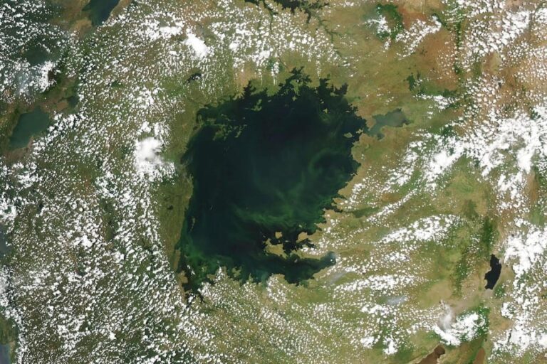 世界最大の熱帯湖が「緑色」に！ ヴィクトリア湖で起きた”100年の異変”とは？