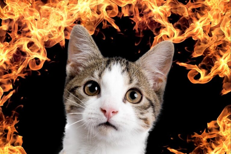 熱いシュレーディンガーの猫を作ることに成功 – ナゾロジー