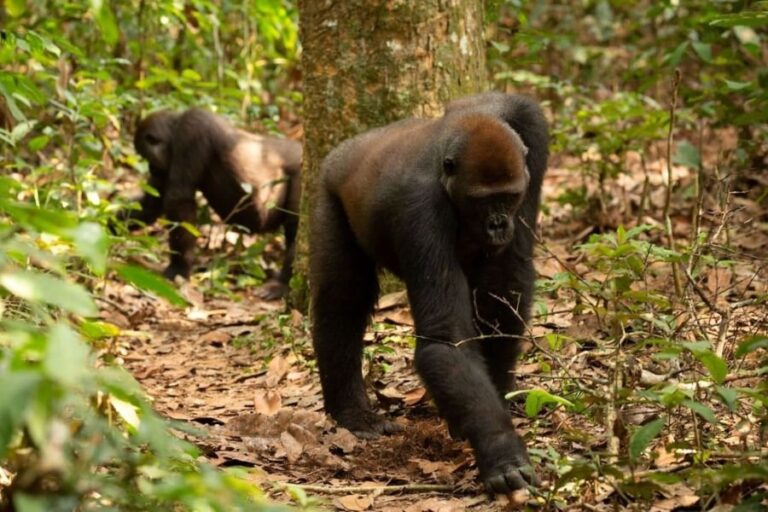 「トリュフを掘り当てるゴリラ」をコンゴの自然公園で発見！