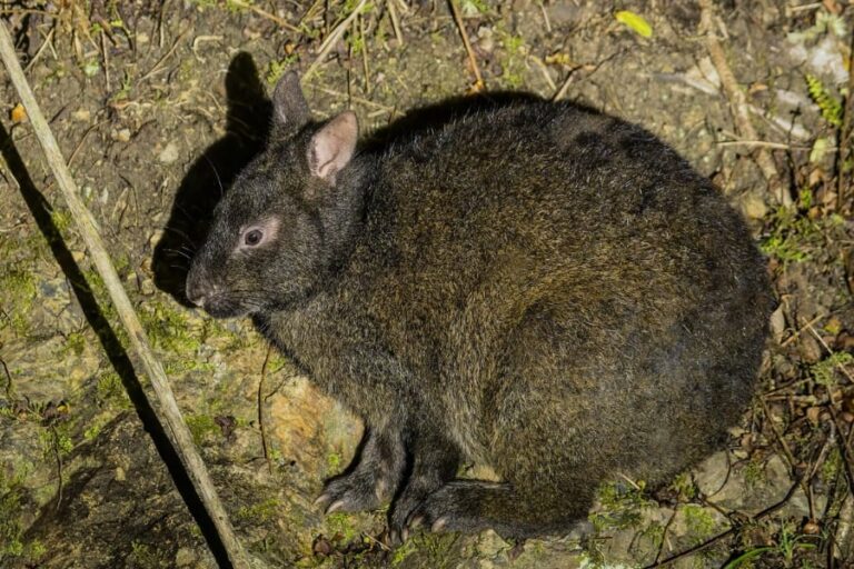 島暮らしのウサギは大人になるのに「5倍の時間がかかる」と判明！