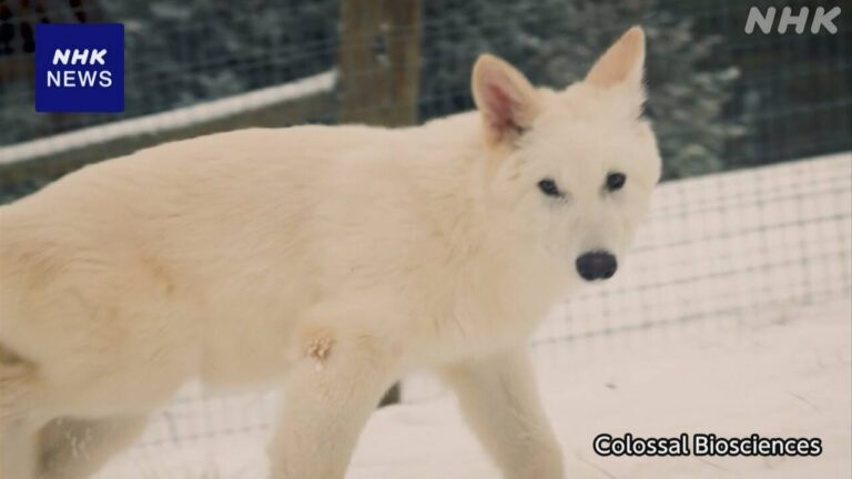 絶滅のダイアウルフ “ゲノム編集で復活” 米バイオ企業が発表
