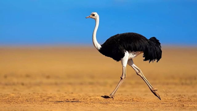 TIL that ostriches eyes are bigger than their brain