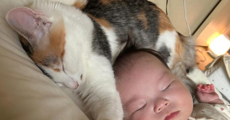 猫と一緒に眠る3カ月赤ちゃん→よく見ると……　ママがキュンとした光景に「尊すぎるぅぅぅ～」「究極の至福感」