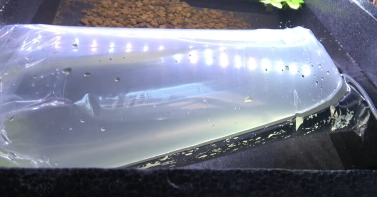 宝石の名がつく高級魚を2匹購入→自宅に持ち帰ると……　「なんか怪しい」「贅沢すぎる」1カ月後の様子に「VIP待遇ですね」