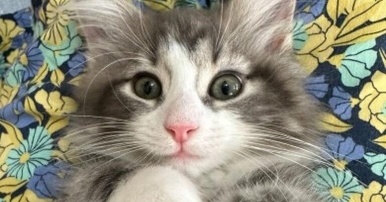 子猫「しゃんぷーこわい……」→1年半後　“予想外”の衝撃的姿に爆笑「大きくなったけどwww」「やばいかわいすぎる」