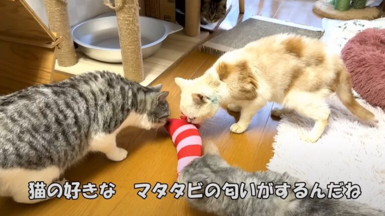 狭い檻に10年閉じ込められた元繁殖猫、初マタタビで“本能”が爆発！→まさかの姿に「ジーンときて泣きそう」「凄い」
