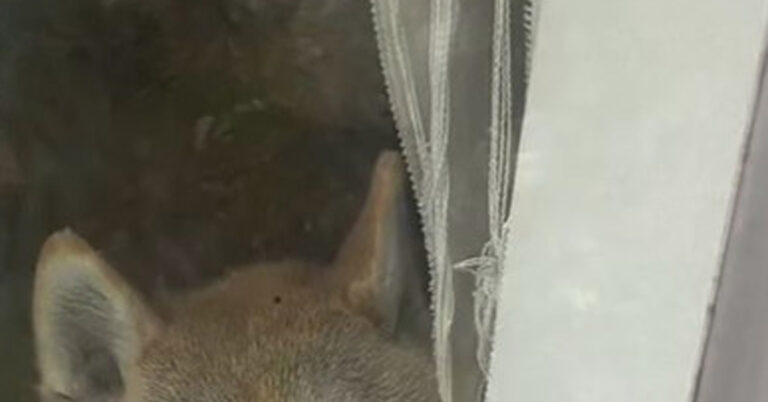 ママが飲み会から朝帰りすると、柴犬が……　776万再生の出迎えに「笑ってしまった」「可愛すぎます」　反響呼んだワンコの現在を聞いた