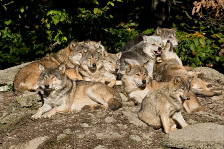 絶滅危機のオオカミが10年で復活！なぜヨーロッパのオオカミは58%も増加したのか