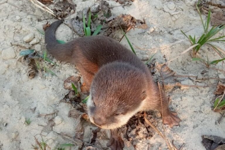 ネパールで絶滅したはずのコツメカワウソが185年ぶりに帰ってきた！【可愛いだけじゃない！意外な力とは!?】