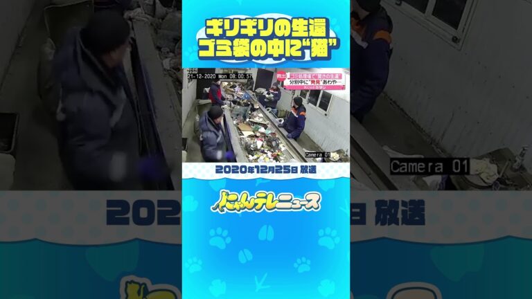 間一髪！ゴミ袋の中から“猫”救出