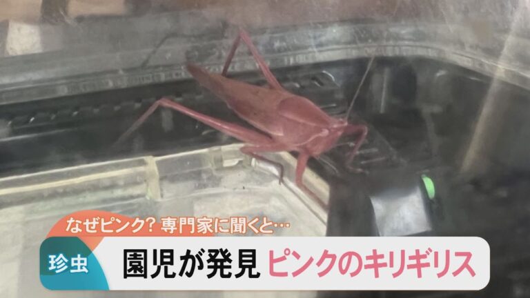 ピンク色のキリギリスを発見！「鬼ごっこしていた時に」…見つけたのは5歳の男の子