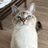 1749558238_「猫の秘密、朝の目覚.jpeg