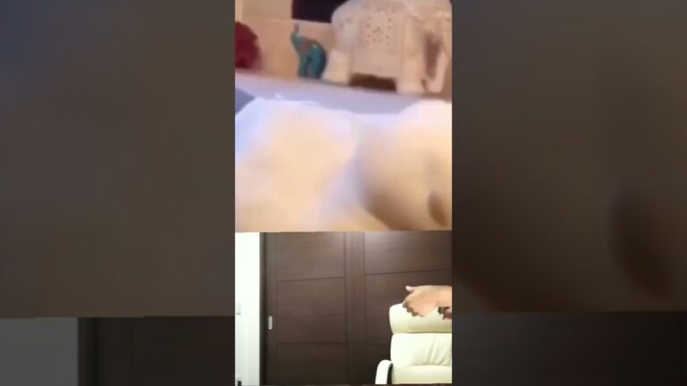 ヒカキンさんがドラキンを倒す！アヒルさん可愛い！　　　　　　　#ヒカマニ#アヒル