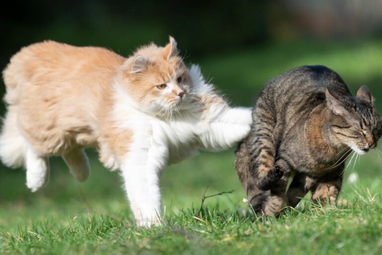 「猫パンチ」が動物に効く理由とは？