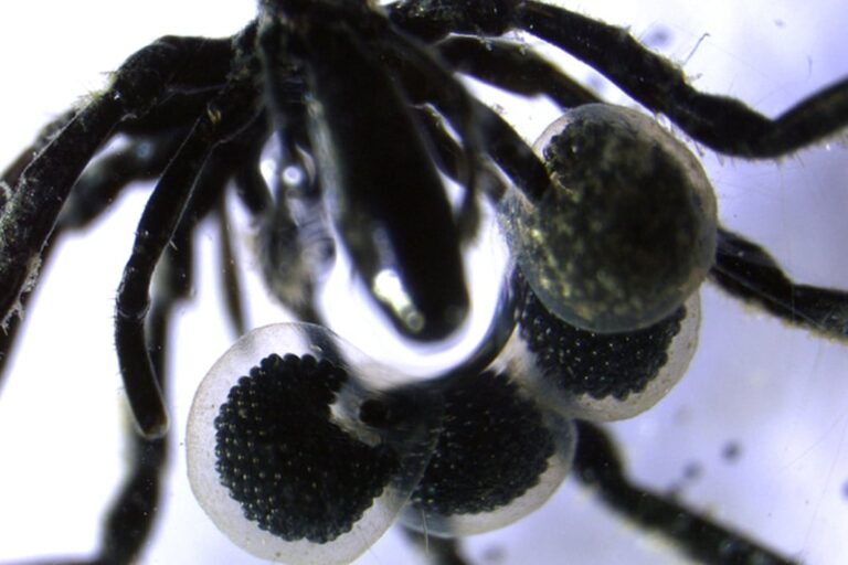 「メタン食べるウミグモ発見！」