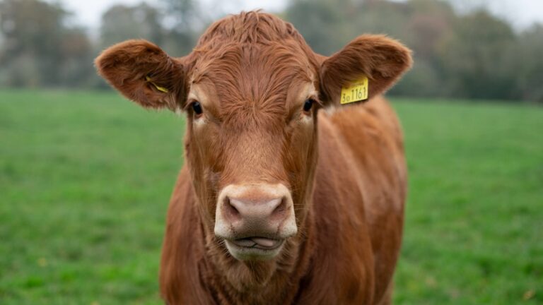 「アニマルライツの現状と未来」