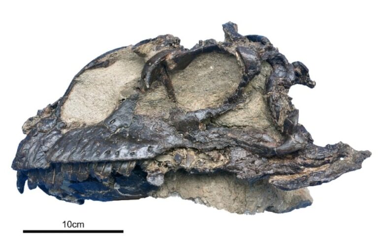 「ジュラ紀の新種首長恐竜発見！」