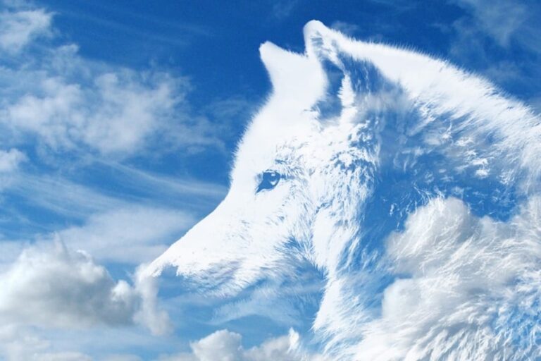 「絶滅危機オオカミを一匹が救う！」