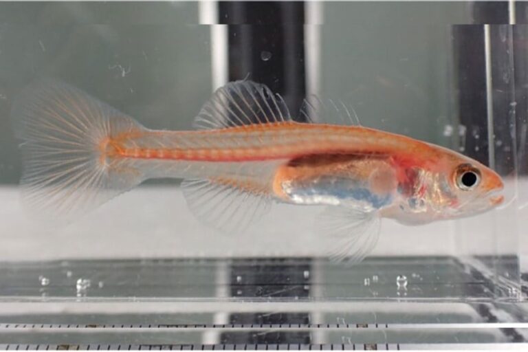 地中の美魚発見！オスが育てる驚き育児法