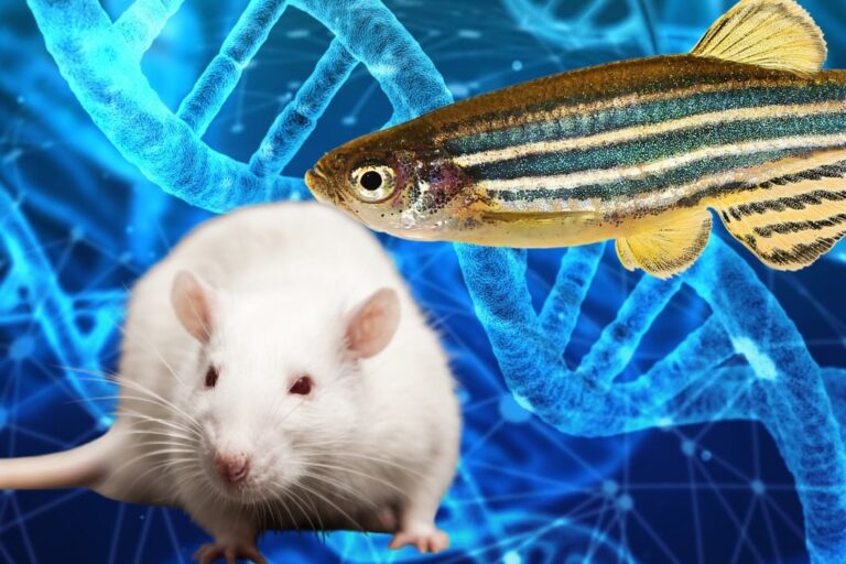 「ネズミの精子、魚卵を突破！4億年の壁を破る」