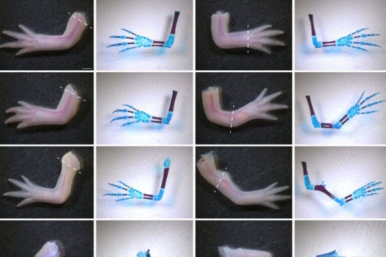 「ニキビ薬が手足再生を支配!?」