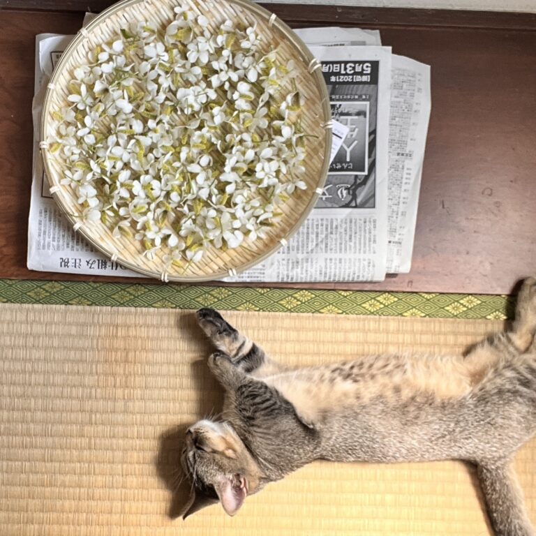 「葵色日記」67回: 初夏の土仕事を楽しもう！