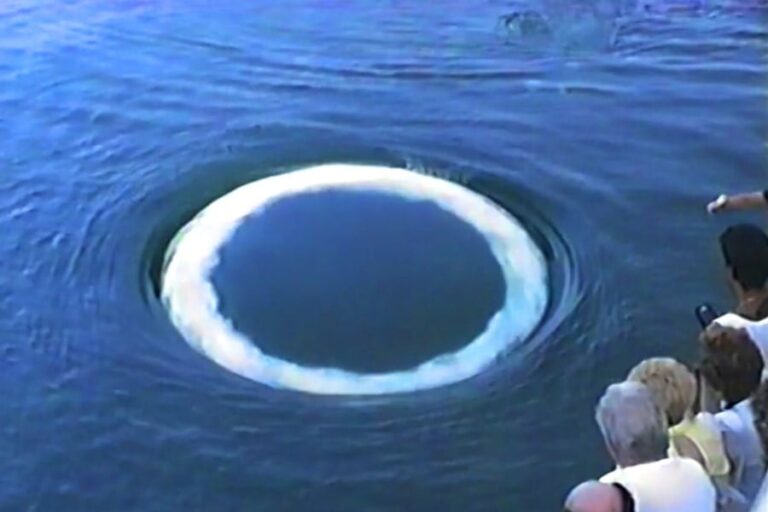 「クジラ、バブルリングで会話!?」