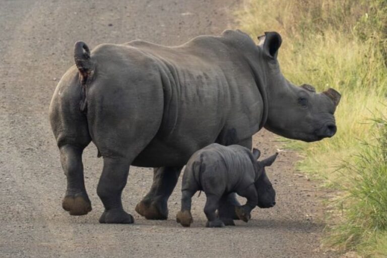 「78%減少！サイ密猟を防ぐ新手法」