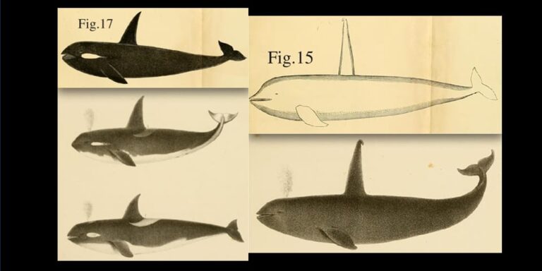 「2024年、世界のシャチが三種に！」