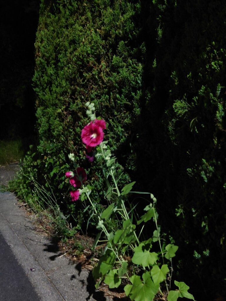 5年落ちスマホの夜景挑戦！