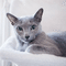 profile_4c8e2b50d3b61d40430c774da7a92495.png