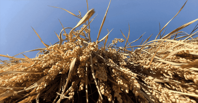 「米卸の利益500%増? 実情を徹底検証！」