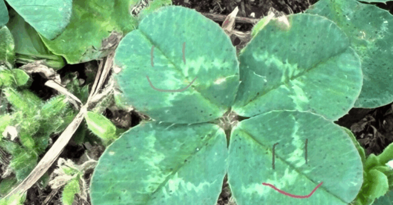 ISFP冒険家の“ふわふわ”とは？魅力を徹底考察！